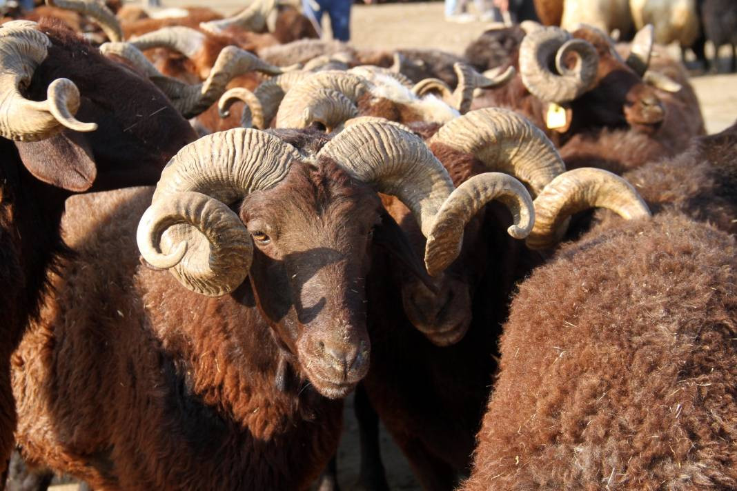 Kurban ibadetiyle ilgili doğru bilinen yanlışlar - Resim: 17